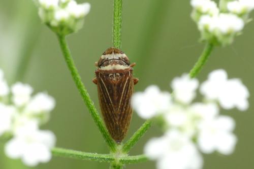 Réf. 260 842 : Aphrodes (bicinctus-makarovi)